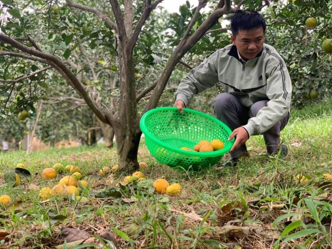 cam dac san ha tinh thoi rung day vuon sau mua lu hinh anh 3