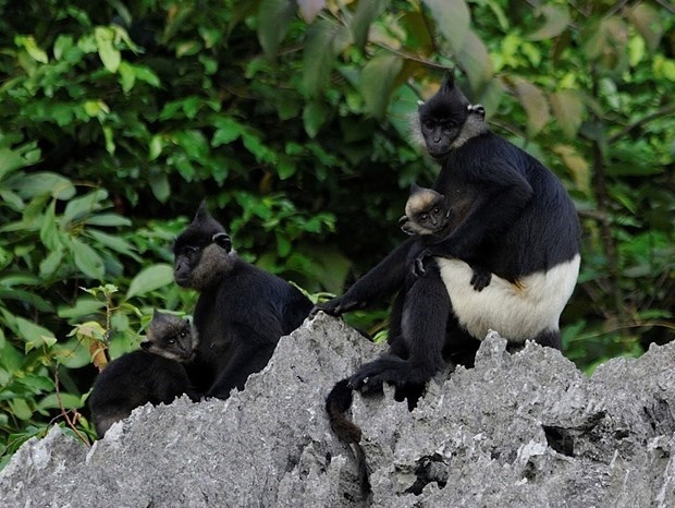 vietnam to honour contributors to wildlife conservation during 2010-2020 picture 1