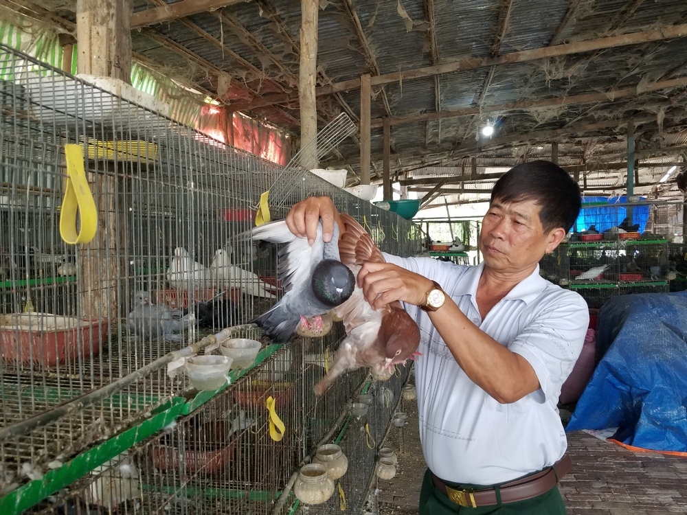 chim khong lo, chim tri, chim bo cau giup nong dan thu loi lon, phat len nhanh hinh anh 5