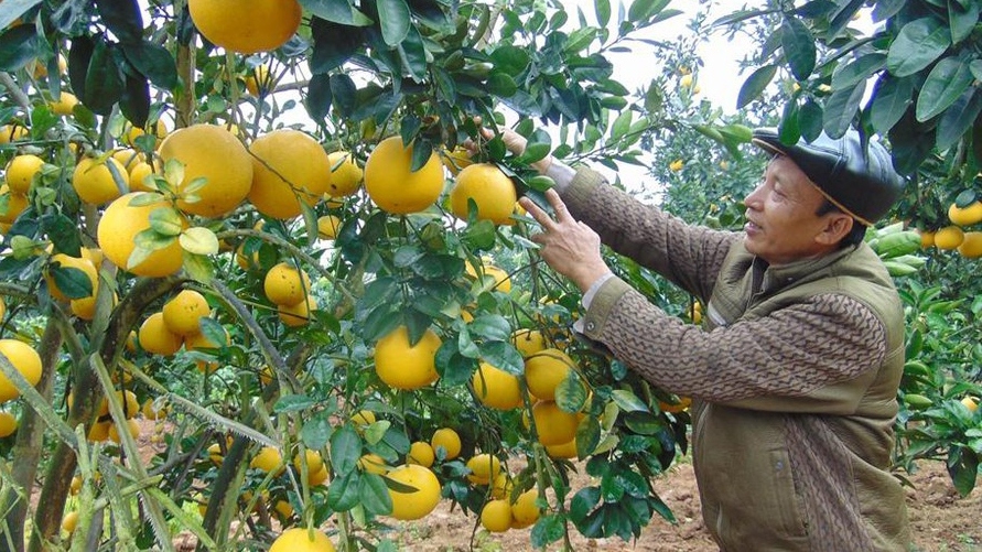 Bắc Giang lên kế hoạch thu hút du khách đến vườn trái cây Lục Ngạn ...