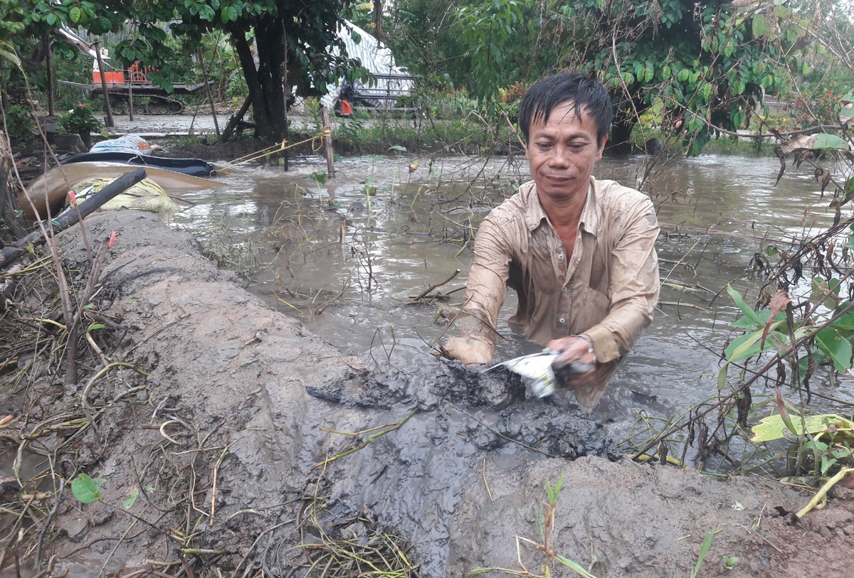 Ngập úng diện rộng ở Cà Mau: Học sinh nghỉ học, nguy cơ thiệt hại hàng ngàn ha lúa