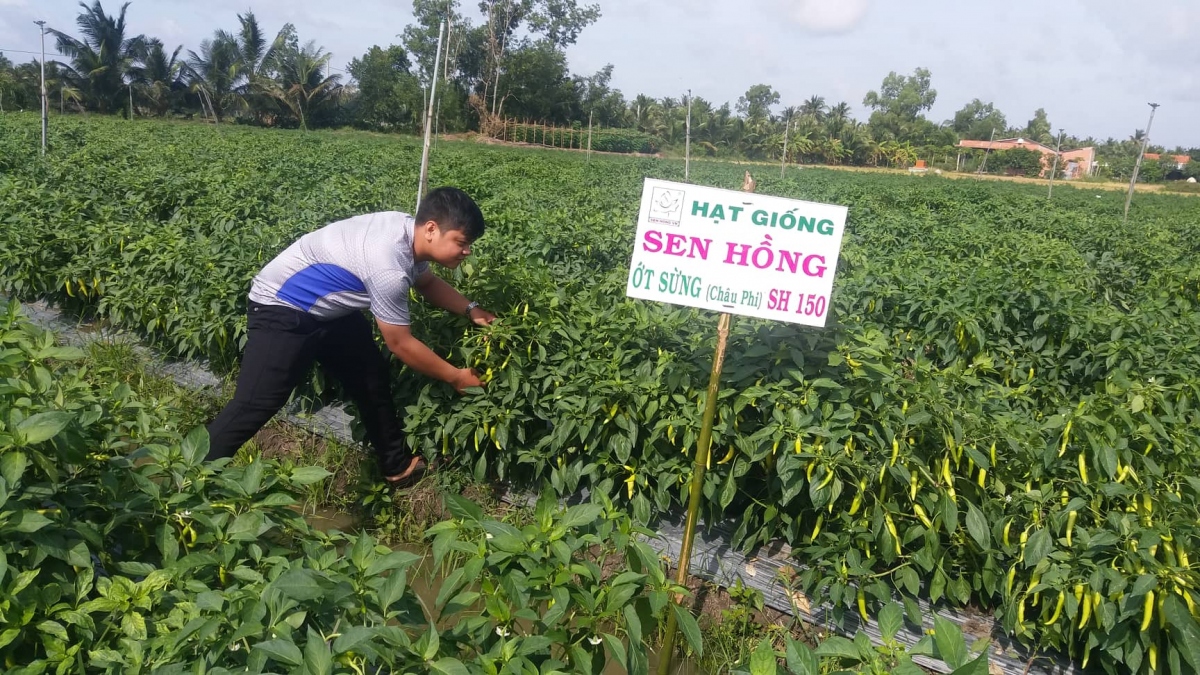 nong dan tien giang phan khoi vi rau mau trung gia hinh anh 2