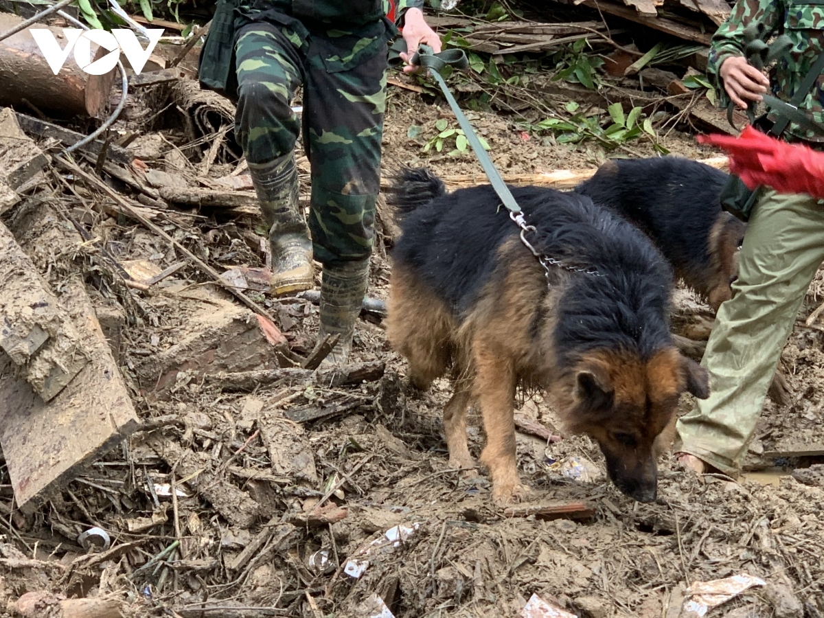 sniffer dogs join search operation at landslide site picture 9