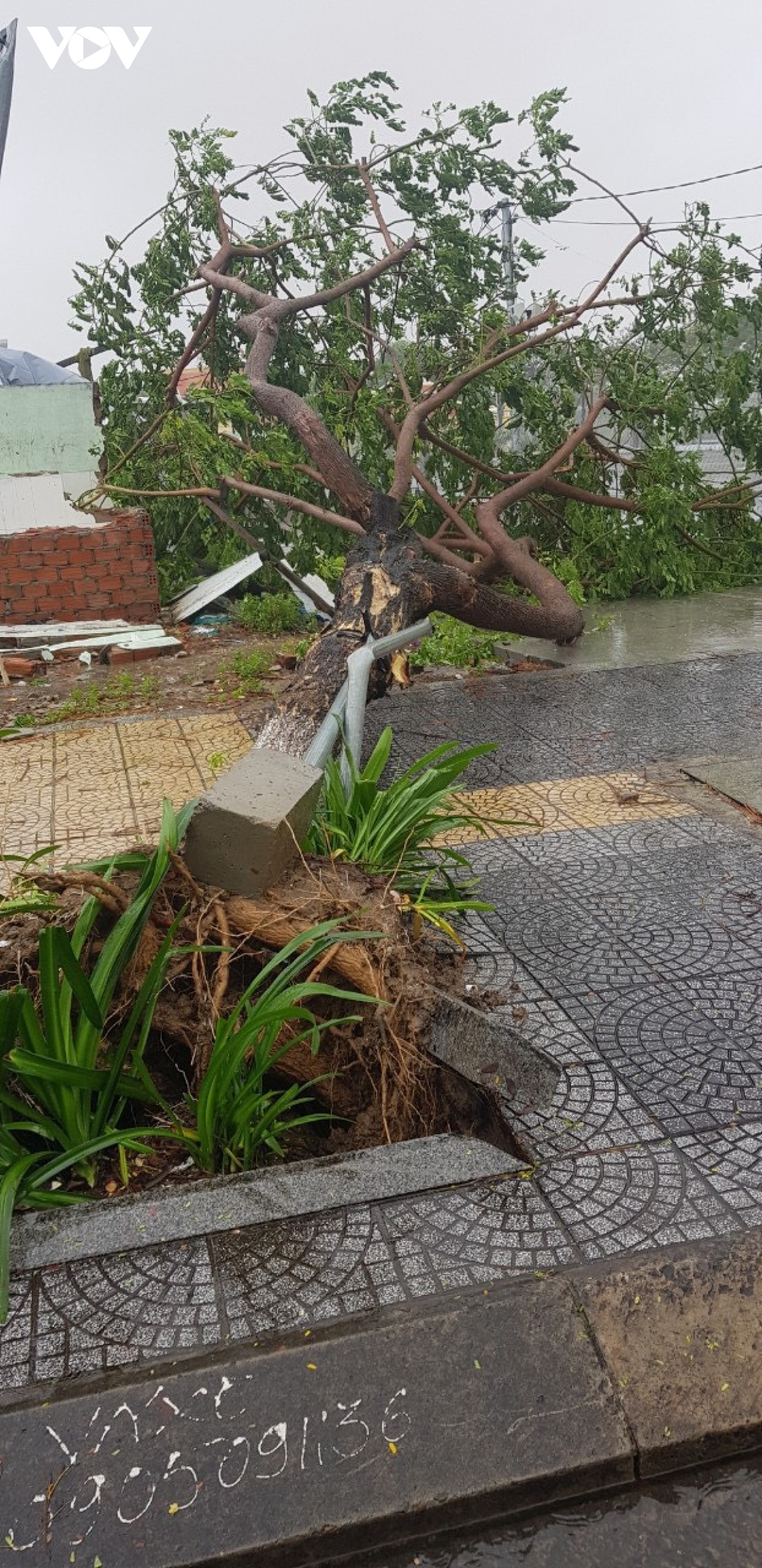 A giant tree blocks the pavement after being uprooted in Son Tra district,  Da Nang.