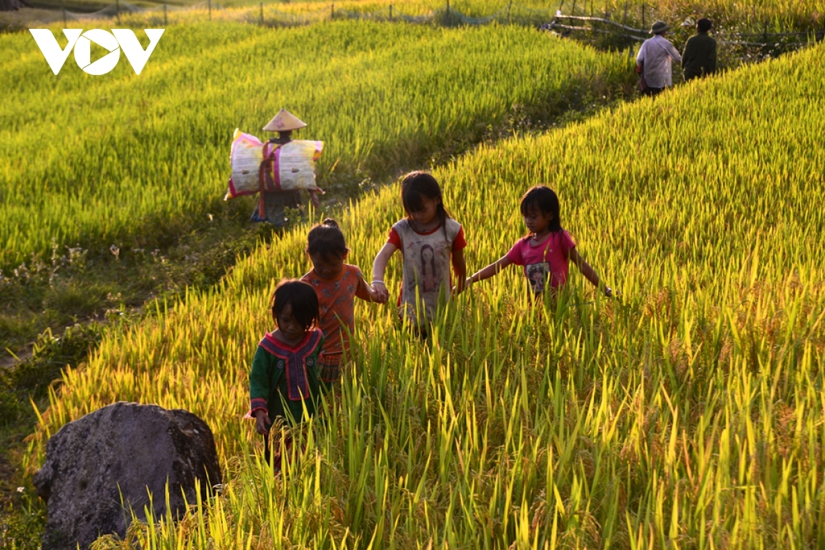 rice harvest season begins in ta leng town picture 10