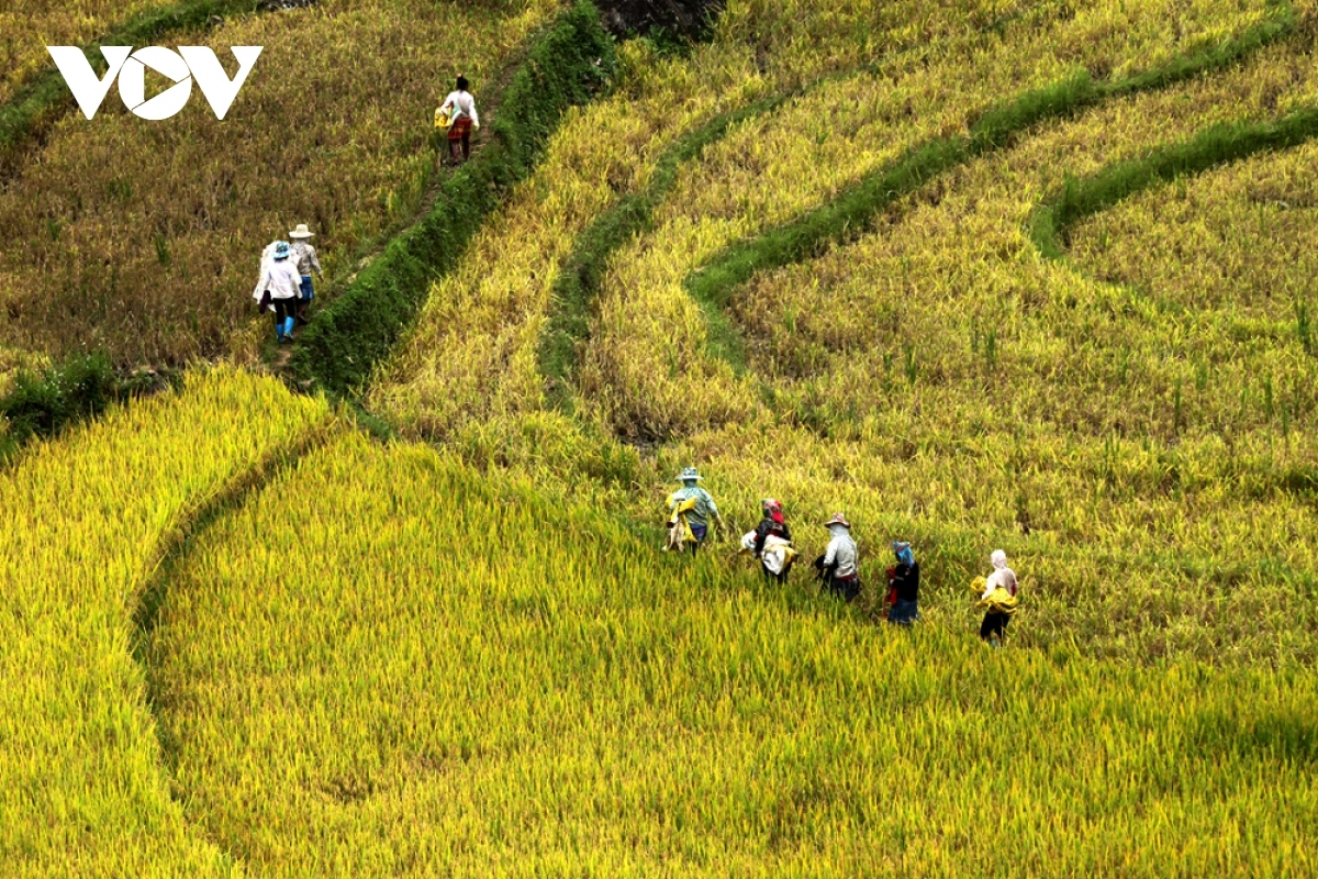 rice harvest season begins in ta leng town picture 2
