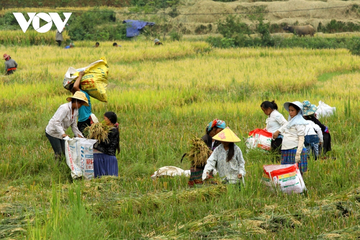 rice harvest season begins in ta leng town picture 3