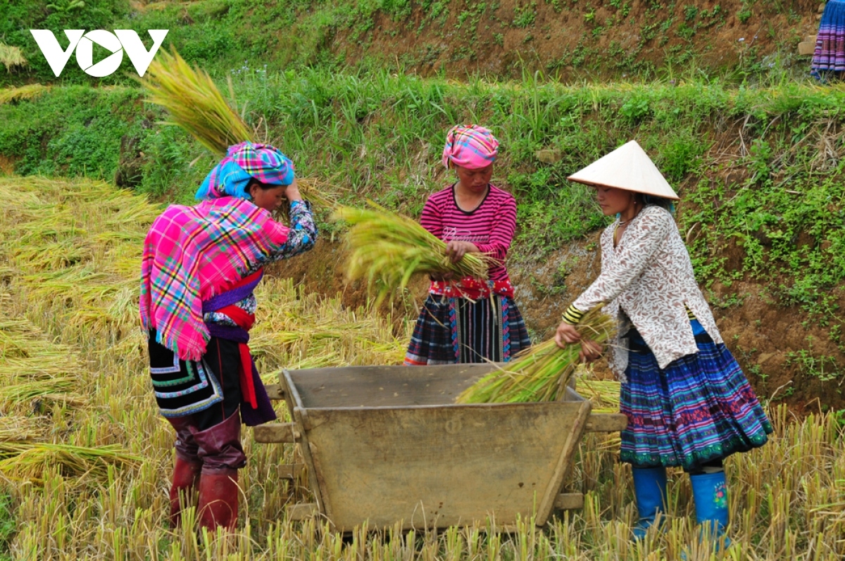 rice harvest season begins in ta leng town picture 4