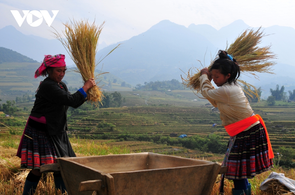 rice harvest season begins in ta leng town picture 5