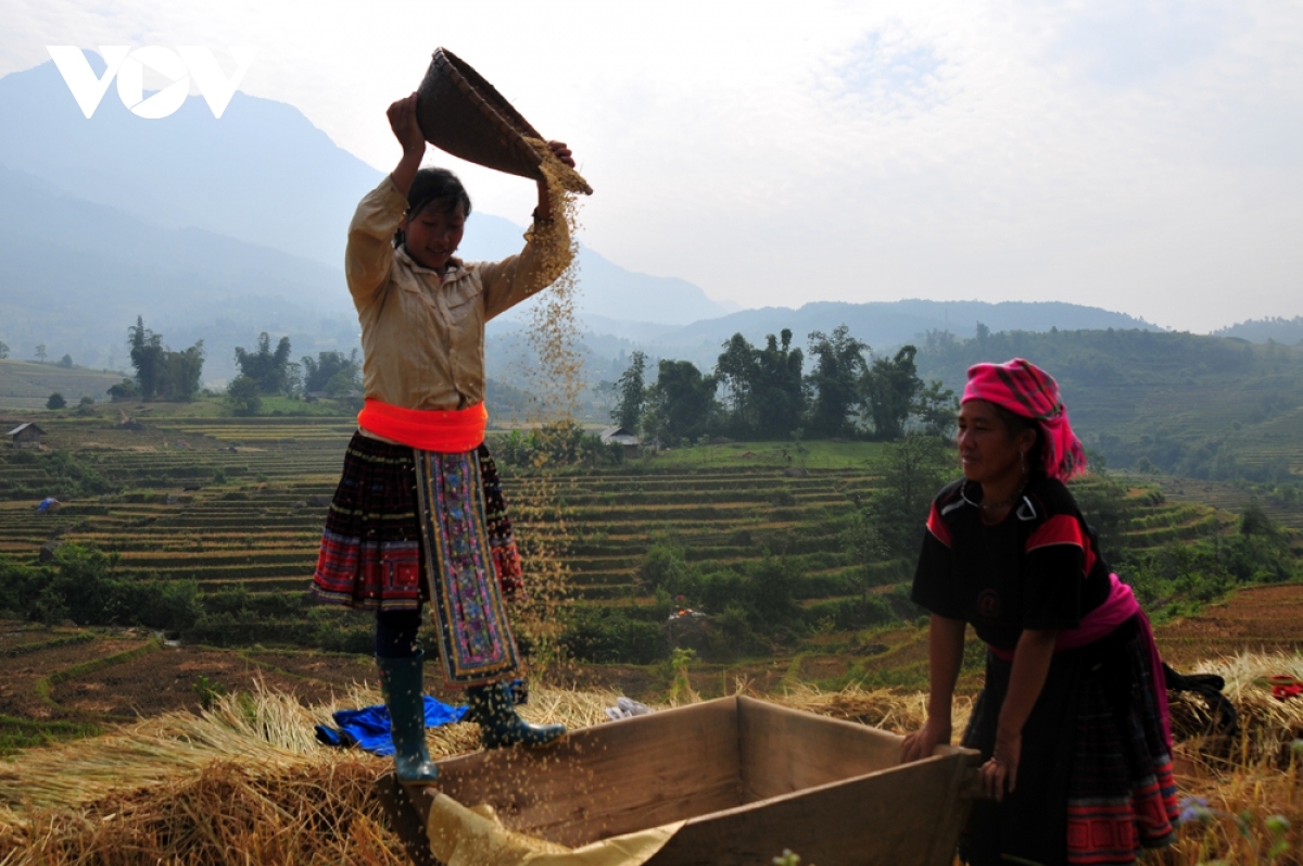 rice harvest season begins in ta leng town picture 6