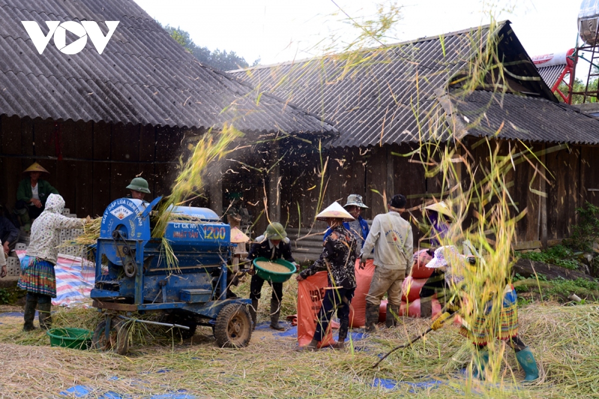 rice harvest season begins in ta leng town picture 7