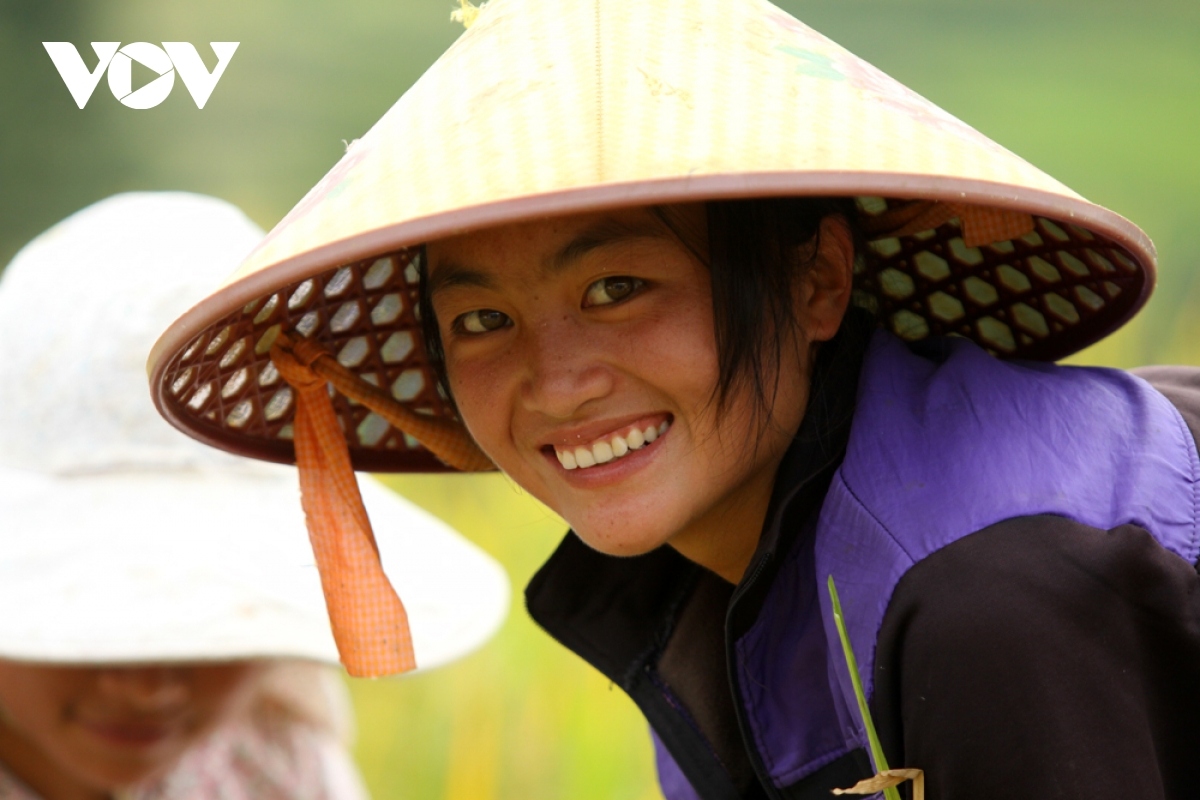 rice harvest season begins in ta leng town picture 9