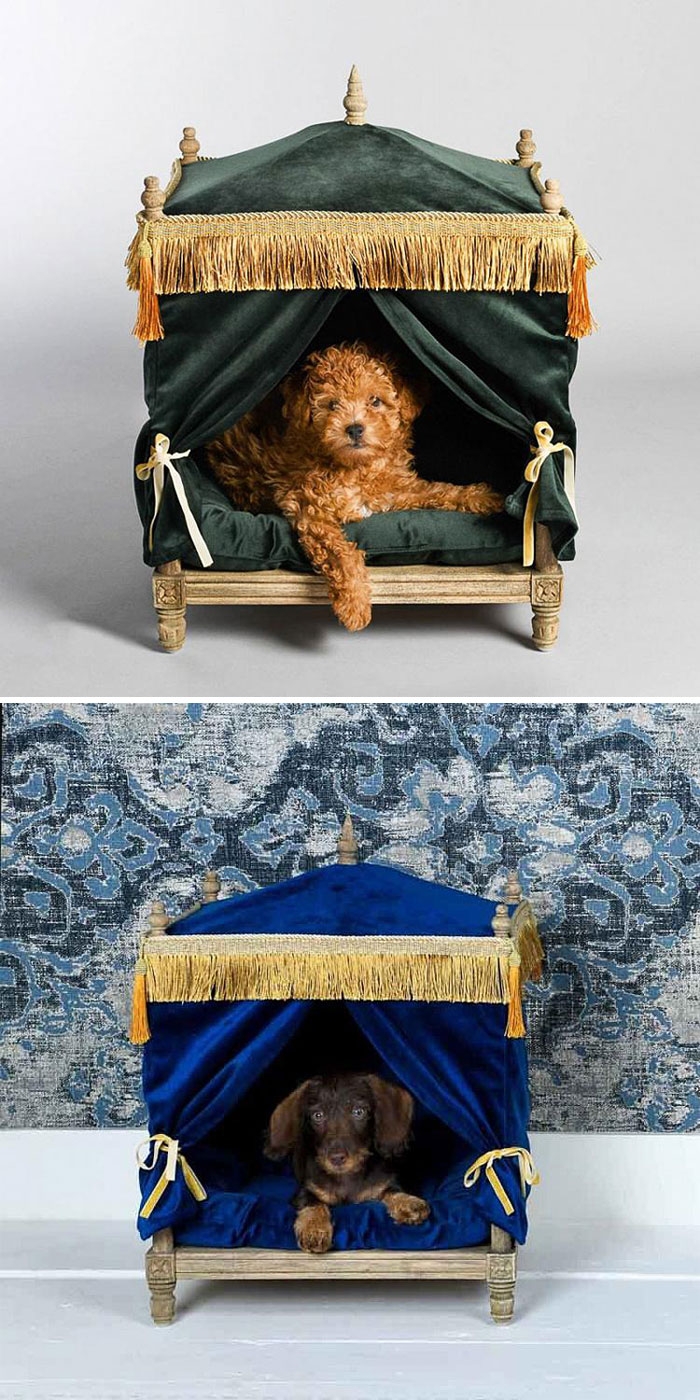 nhung thiet ke giuong nam sang chanh cho thu cung cua ban hinh anh 3