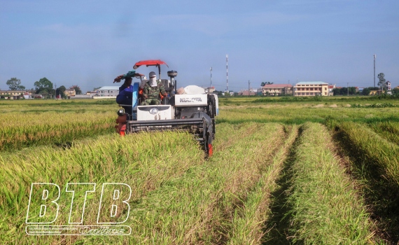 thai binh khac phuc san xuat nho, manh mun trong nong nghiep hinh anh 1