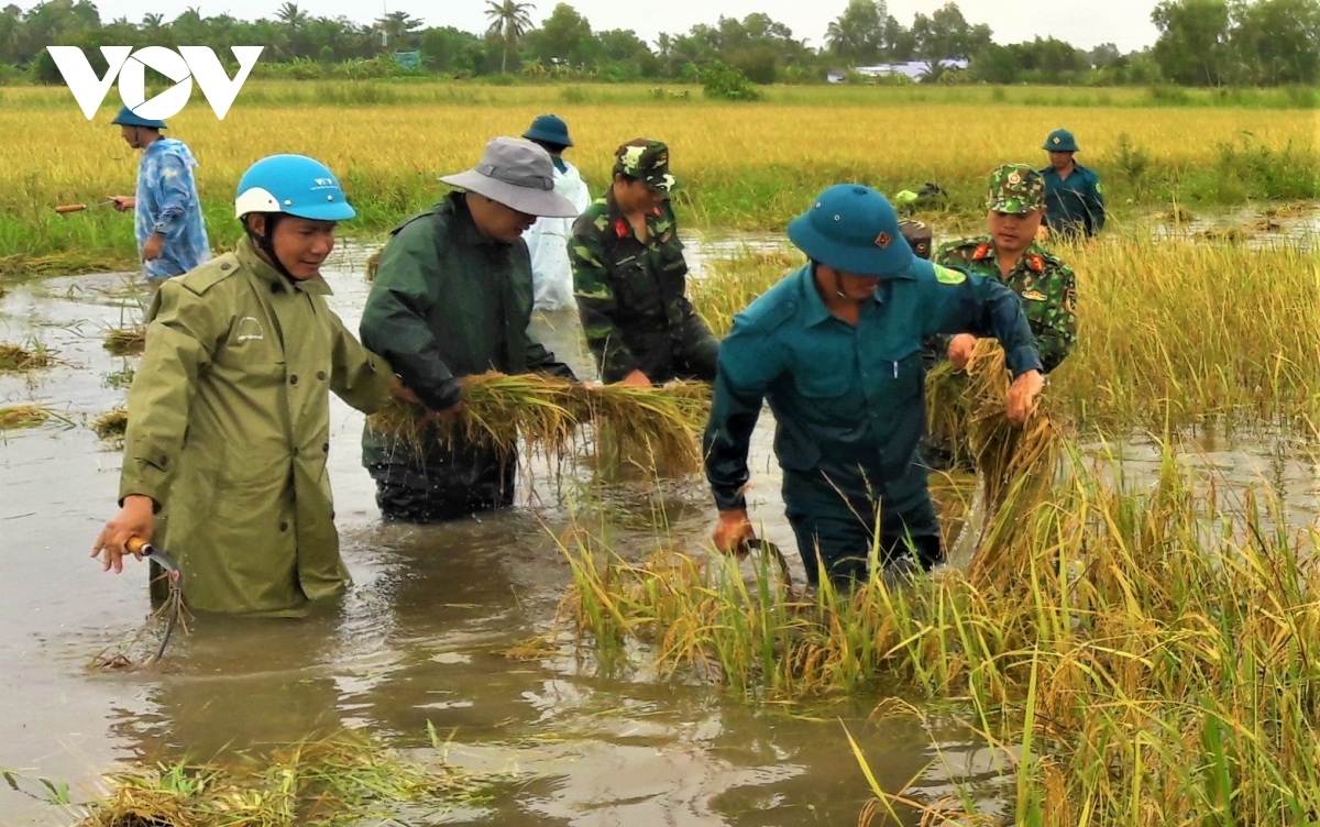 rising tides lead to flood warning level 3 being issued in mekong delta region picture 10