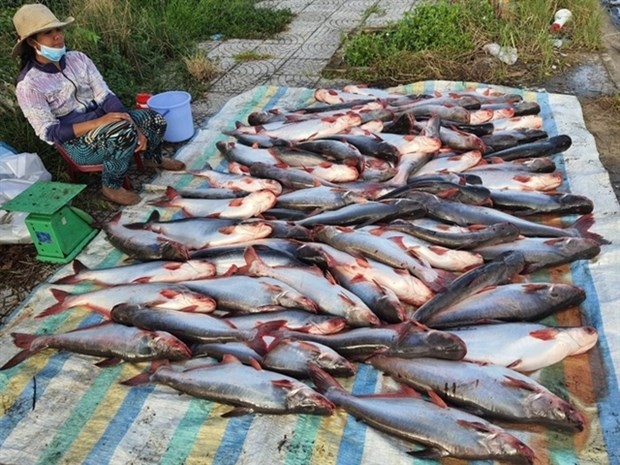 tra fish farmers, exports hit hard by covid-19 pandemic picture 1