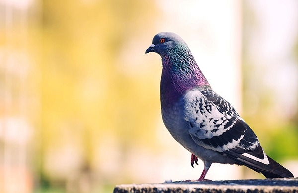 10 quy tac ban can biet khi du lich chau Au hinh anh 8