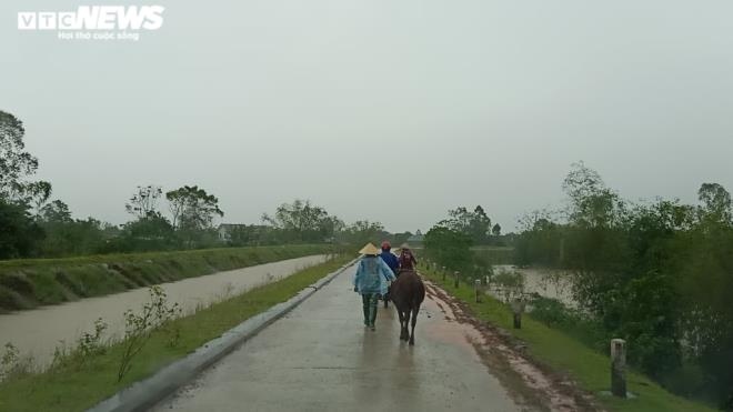 Anh nguoi ha tinh tat bat dat trau bo chay lu hinh anh 3