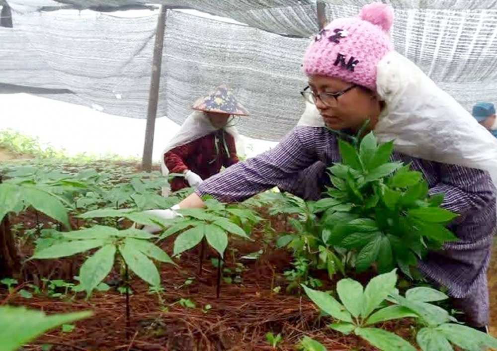 Chị Vũ Thị Nhung chăm sóc vườn cây tam thất 2 tuổi.