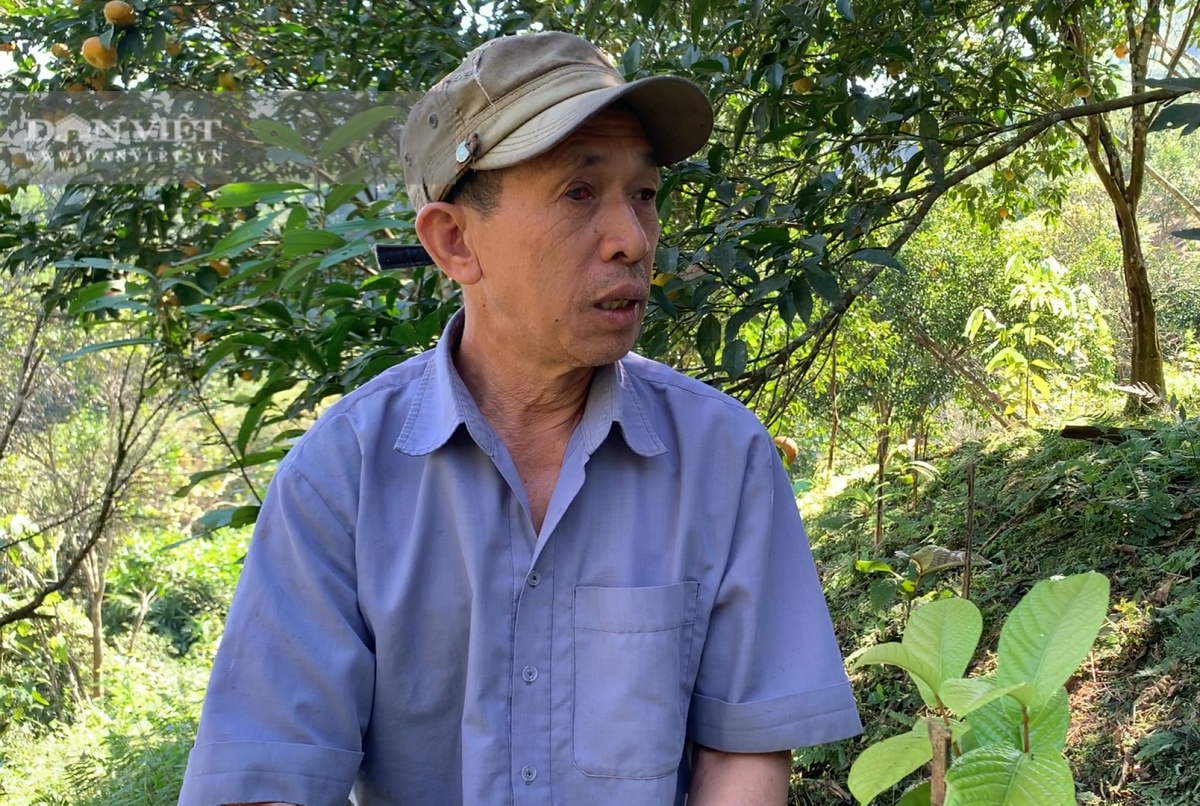 loai cay ra hoa ban dat nhu vang giup nguoi dan bac kan thu tien trieu hinh anh 4