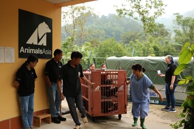 seven captive bears transferred to rescue centre picture 1