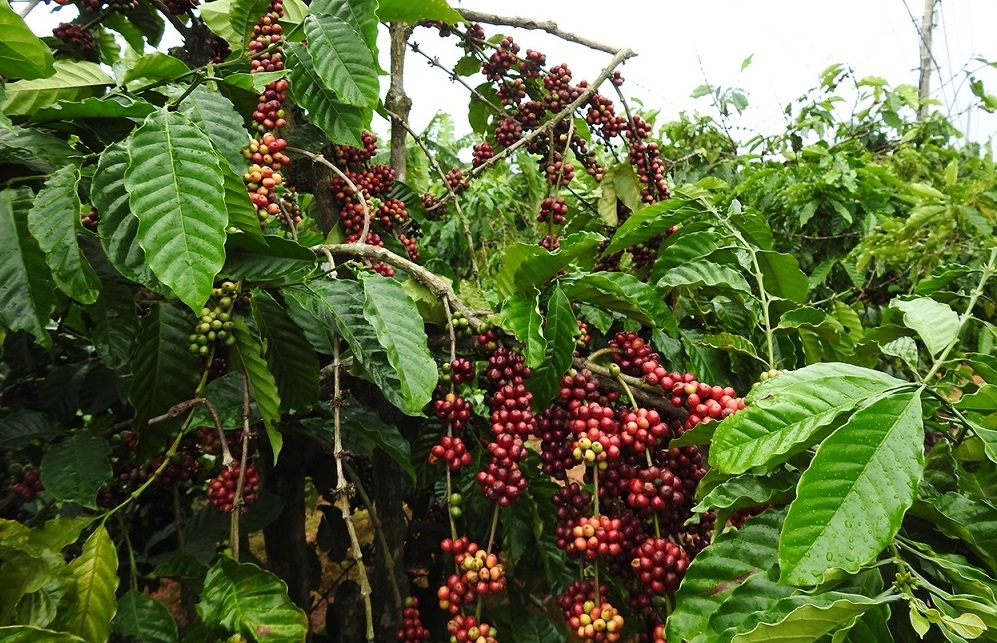 Nông dân Kon Tum chồng chất khó khăn khi bước vào vụ thu hoạch cà phê
