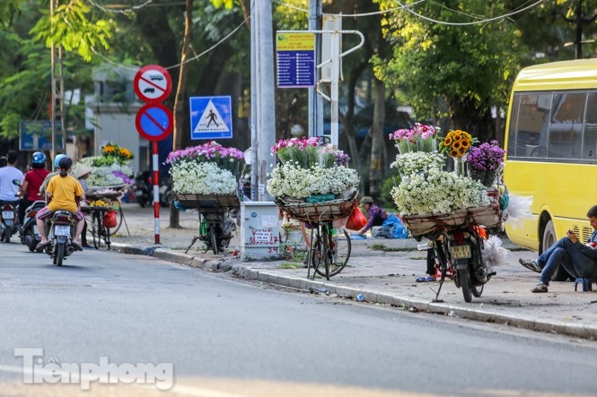 ox-eye daisies create marvelous scenery on hanoi streets picture 1