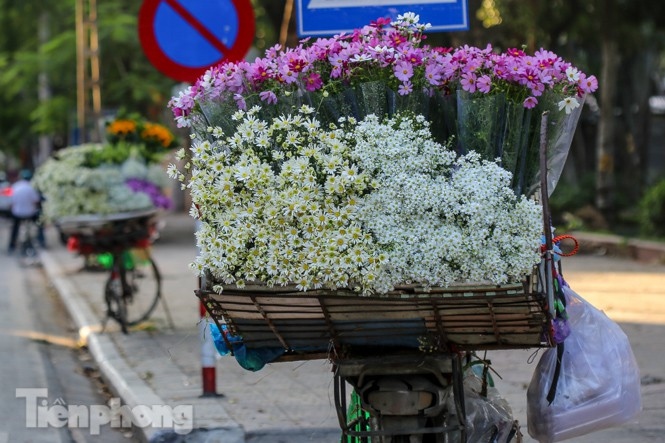 ox-eye daisies create marvelous scenery on hanoi streets picture 10