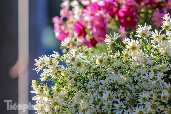 ox-eye daisies create marvelous scenery on hanoi streets picture 11