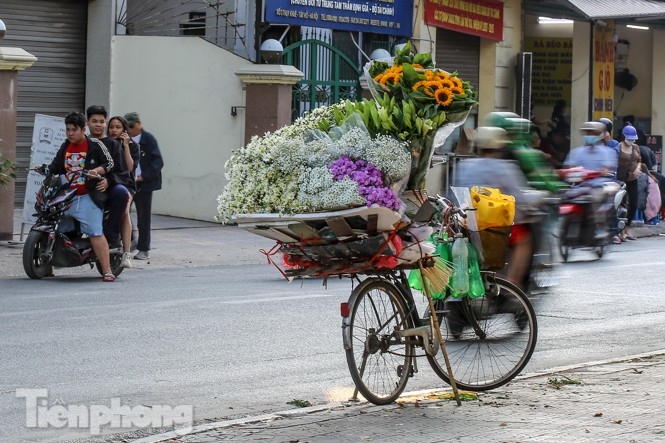 ox-eye daisies create marvelous scenery on hanoi streets picture 12