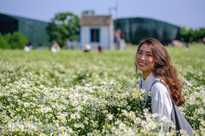 ox-eye daisies create marvelous scenery on hanoi streets picture 13