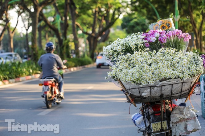 ox-eye daisies create marvelous scenery on hanoi streets picture 2