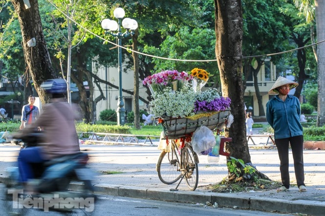 ox-eye daisies create marvelous scenery on hanoi streets picture 3