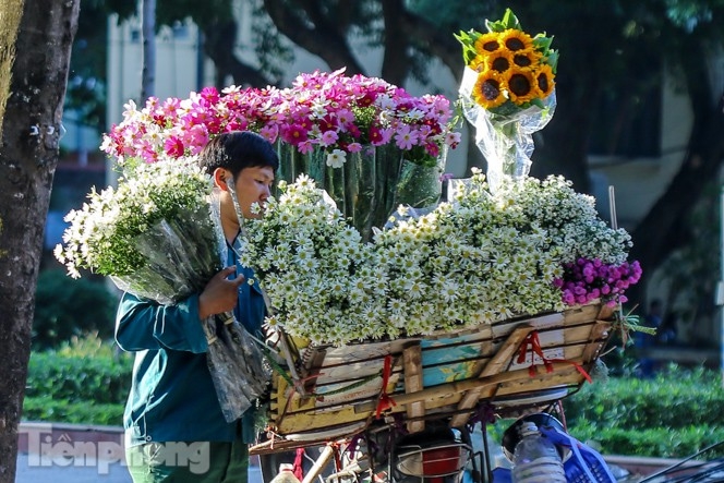 ox-eye daisies create marvelous scenery on hanoi streets picture 4