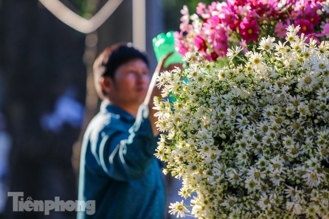 ox-eye daisies create marvelous scenery on hanoi streets picture 9