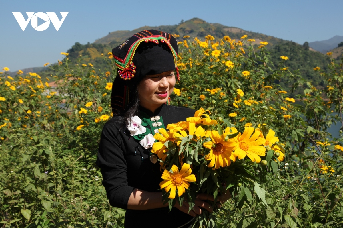 wild sunflowers paint dien bien province bright yellow picture 10