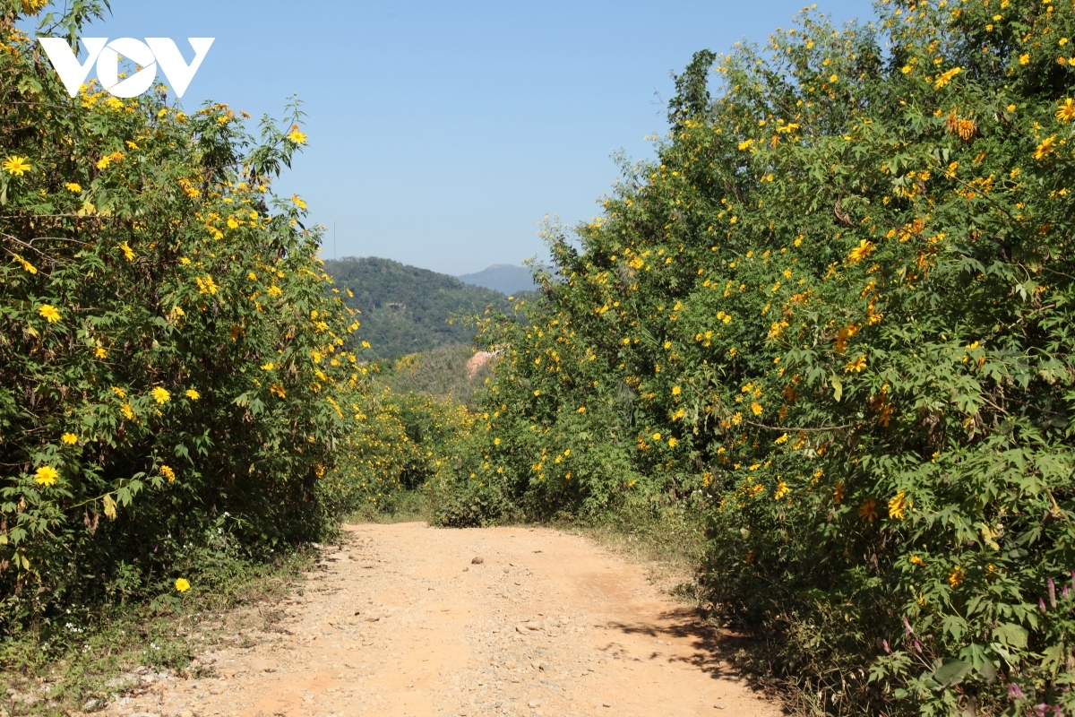 wild sunflowers paint dien bien province bright yellow picture 3