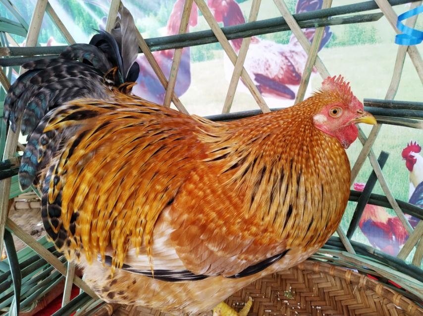 Bảo tồn nguồn gen, giữ vững thương hiệu gà Tiên Yên