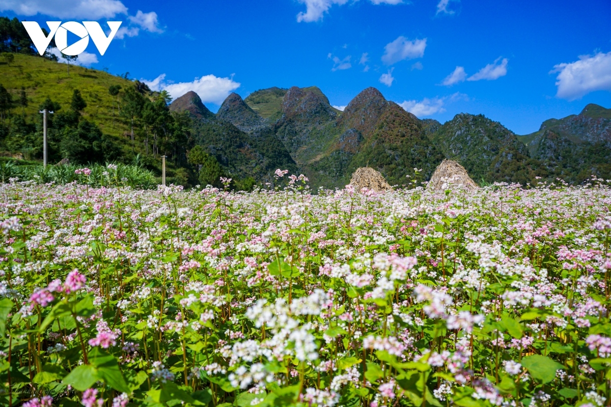  buckwheat flowers beautify northern mountainous ha giang province picture 1