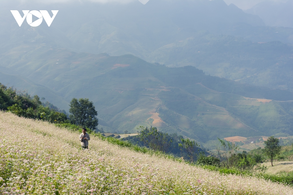  buckwheat flowers beautify northern mountainous ha giang province picture 10