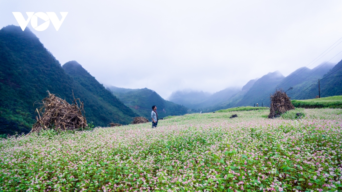  buckwheat flowers beautify northern mountainous ha giang province picture 11