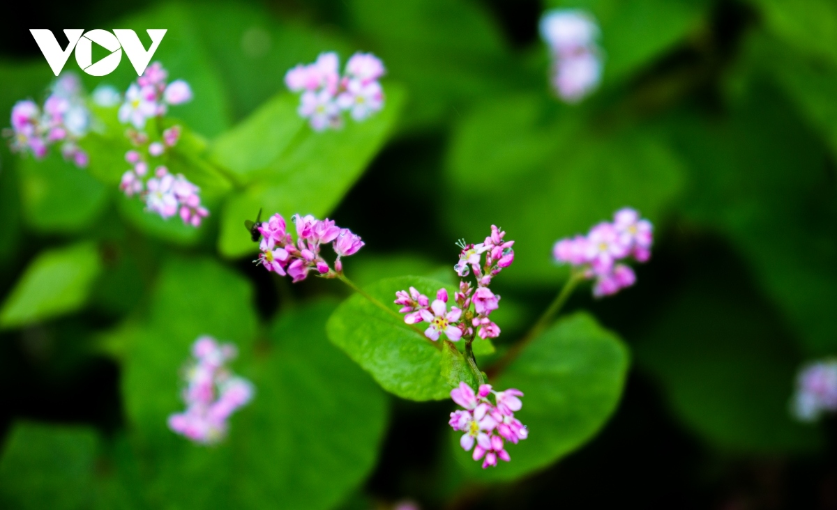  buckwheat flowers beautify northern mountainous ha giang province picture 12