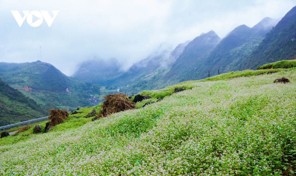  buckwheat flowers beautify northern mountainous ha giang province picture 13