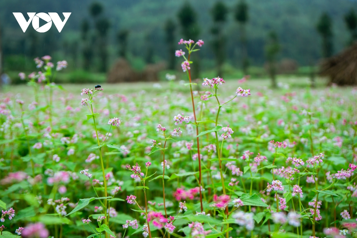  buckwheat flowers beautify northern mountainous ha giang province picture 14
