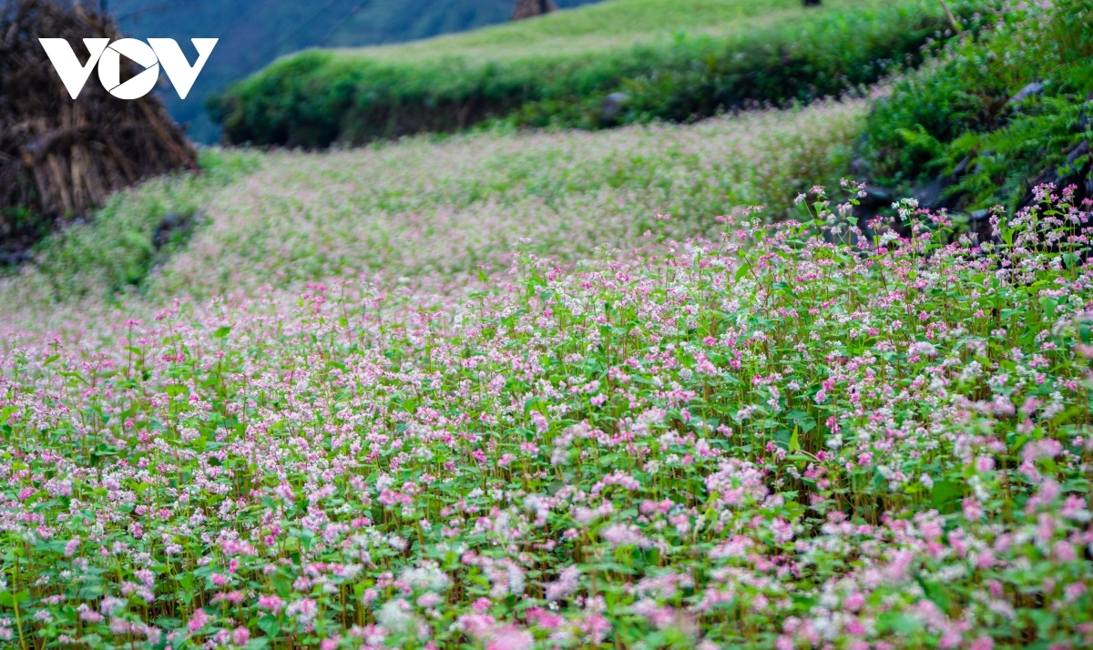  buckwheat flowers beautify northern mountainous ha giang province picture 15