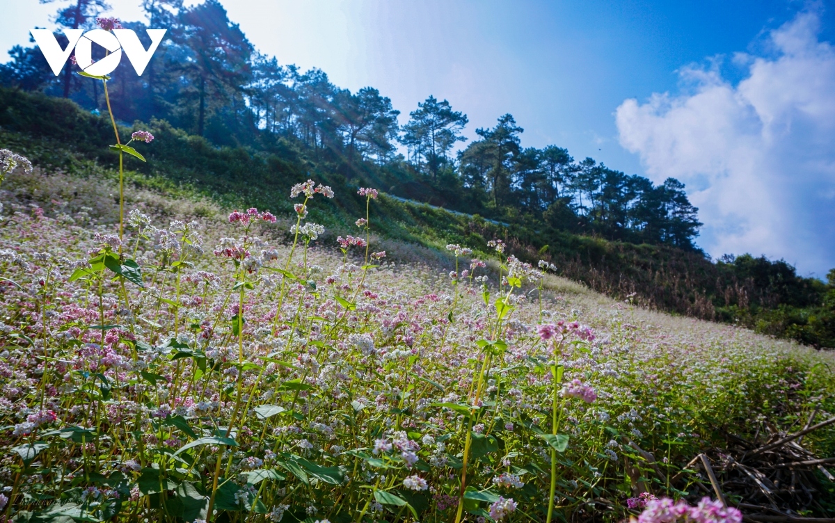  buckwheat flowers beautify northern mountainous ha giang province picture 2