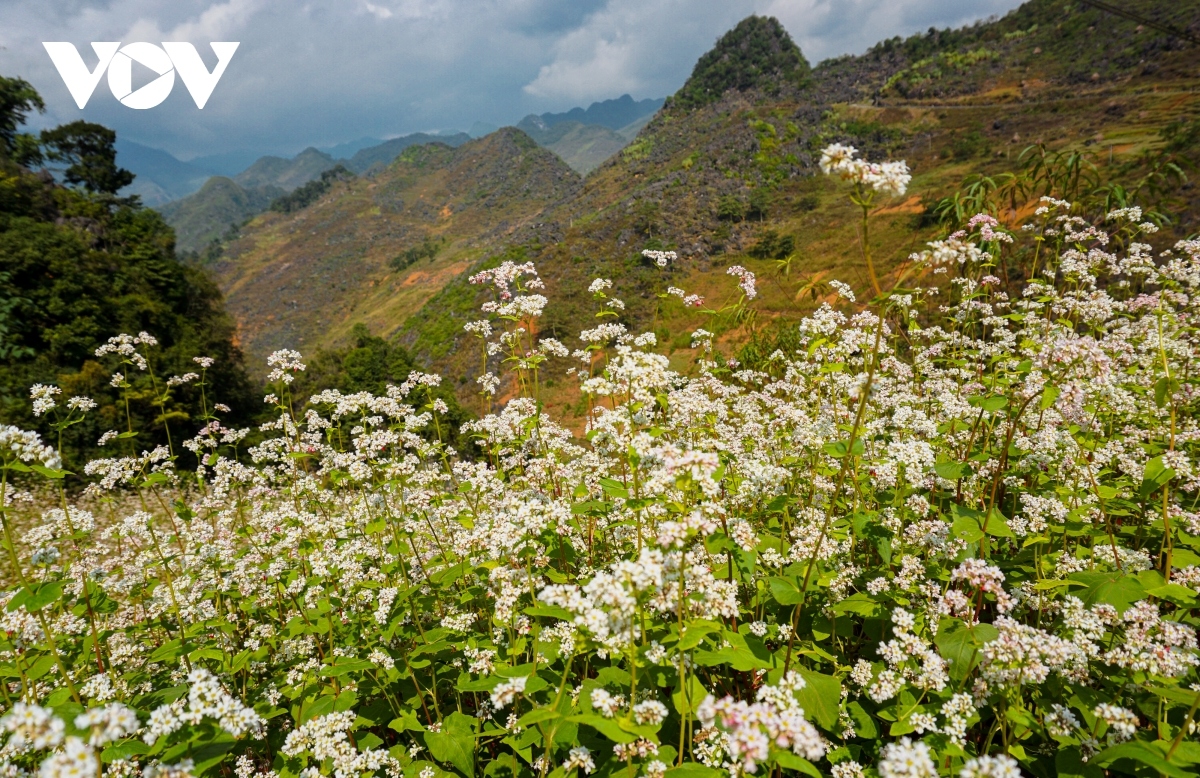  buckwheat flowers beautify northern mountainous ha giang province picture 3