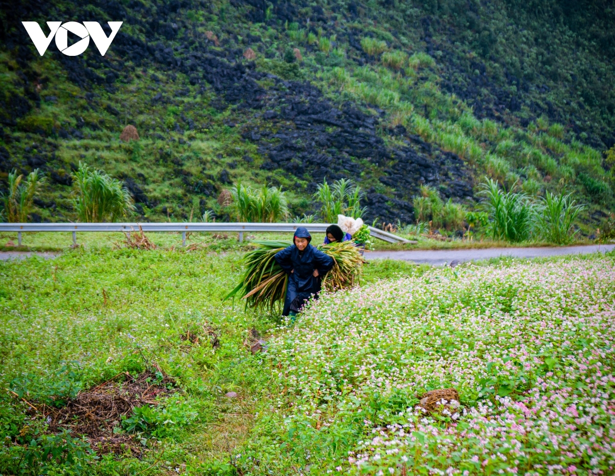  buckwheat flowers beautify northern mountainous ha giang province picture 4