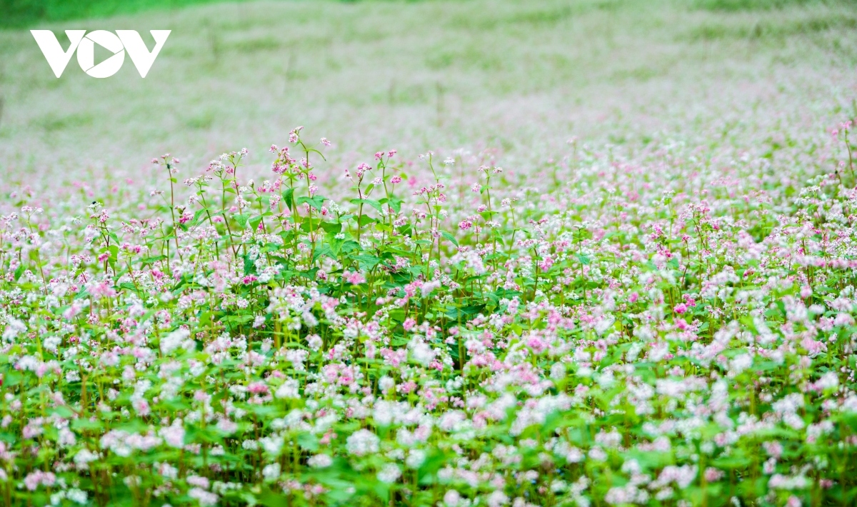  buckwheat flowers beautify northern mountainous ha giang province picture 7