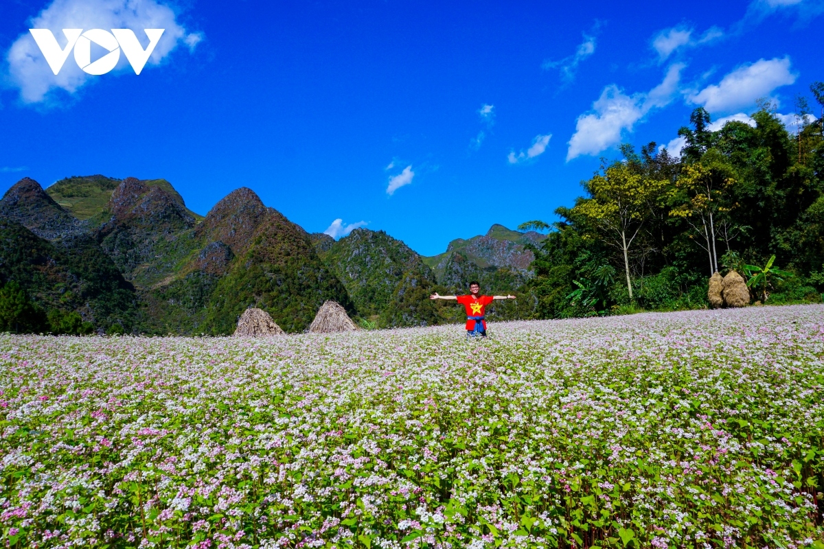  buckwheat flowers beautify northern mountainous ha giang province picture 9